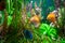 Discus fish. Beautiful multi-colored fish swim in an aquarium, orange and green tones