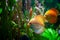 Discus fish. Beautiful multi-colored fish swim in an aquarium, orange and green tones