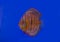 Discus fish on blue background