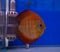Discus fish in a blue background tank