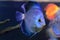 Discus fish, blue Symphysodon Discus.