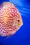 Discus fish , Checkorboard turquoise close-up body
