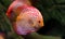 Discus fish floating in the aquarium. Freshwater fish in home aquarium. Big fishes for your home decor.