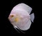 Discus fish isolated in a black background