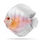 Discus fish isolated on white background. Clipping path