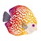 Discus Fish or Pompadour Fish. Vector illustration