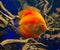 Discus fish Pompadour. Fishes in an aquarium