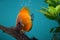 Discus fish (Pompadour), Red discus
