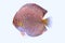 Discus fish snaks skin