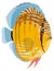 discus fish vector illustration transparent background