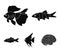 Discus, gold, carp, koi, scleropages, fotmosus.Fish set collection icons in black style vector symbol stock illustration