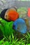 Discus pair - tropical aquarium fish