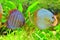 Discus pair - tropical aquarium fish