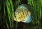 DISCUS POMPADOUR symphysodon aequifasciatus