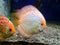 Discus Red Pigeon