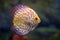 Discus Red Spotted Golden