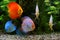 Discus Symphysodon, multi-colored cichlids in the aquarium, the freshwater fish native to the Amazon River basin