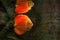 Discus Symphysodon, red cichlid and its reflection in the surface water, the freshwater fish native to the Amazon River basin