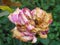 Disease caused by wet conditions. Problems with roses.
