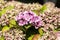 Disease of flower hydrangea hortensia due to lack of wtaer and pollution close up