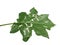 Disease leaf of Pea eggplant, Turkey berry, Solanum torvum