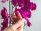 Disease of orchids. Drying and falling of young bud in the orchid. Home gardening, orchid breeding