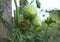 Disease of tomatoes. Blossom end rot. Three green tomatoes are rotten on the bush