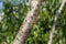 Diseased affected branches of peach and nectarine close-up macro. Industrial garden