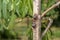 Diseased affected branches of peach and nectarine close-up macro. Industrial garden