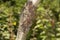 Diseased affected branches of peach and nectarine close-up macro. Industrial garden