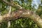 Diseased affected branches of peach and nectarine close-up macro. Industrial garden