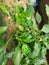 Diseased ,bacteria or fungus affected curly plant leaf in close up view