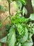 Diseased ,bacteria or fungus affected curly plant leaf in close up view