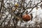 Diseased branches of an apple tree , closeup. Russia