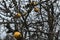 Diseased branches of an apple tree , closeup. Russia