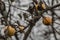 Diseased branches of an apple tree , closeup. Russia