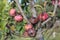 Diseased branches of an apple tree and ripe red rotten apples