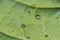 Diseased cabbage leaf