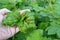 A diseased currant leaf affected by a fungus