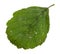 Diseased green leaf of alder tree 