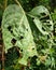 Diseased green leaf with lots of holes