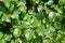 Diseased pear leaves infected with rust mushroom of the family Pucciniaceae