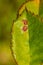 Diseased rose leaf