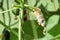 Diseased yellowed cucumber with a white rot on the branch in greenhouse