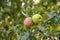 Diseases of apples, monilia