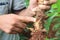 Diseases of cassava plant and root