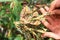 Diseases of cassava plant and root