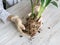 Diseases of orchid roots, breeding Cambria orchids. Care of roots of houseplant. Cutting roots. Home floriculture, plant care