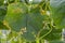 Diseases and pests on the leaves of cucumbers