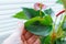 Diseases and pests, proper care for houseplant anthurium